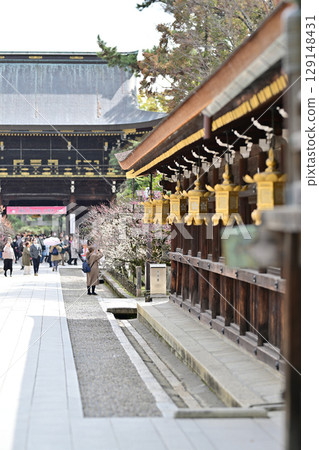Plum blossoms at Kitano Tenmangu Shrine in March 2024 Plum blossoms at Kitano Tenmangu Shrine in March 2024 129148431