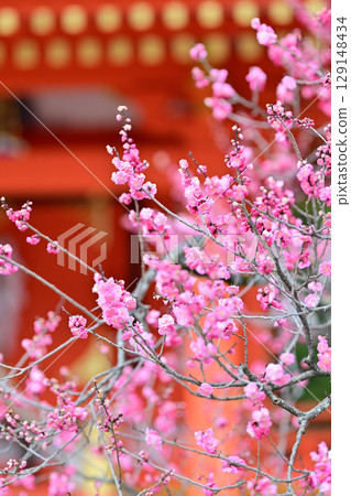 Plum blossoms at Kitano Tenmangu Shrine in March 2024 129148434