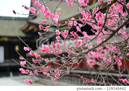 Plum blossoms at Kitano Tenmangu Shrine in March 2024 Plum blossoms at Kitano Tenmangu Shrine in March 2024 129148442