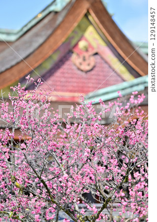 Plum blossoms at Kitano Tenmangu Shrine in March 2024 129148457