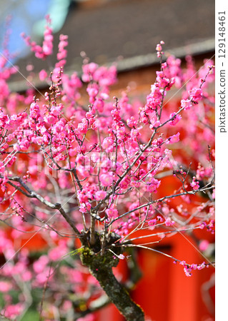 Plum blossoms at Kitano Tenmangu Shrine in March 2024 129148461