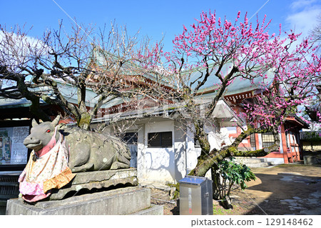 Plum blossoms at Kitano Tenmangu Shrine in March 2024 129148462