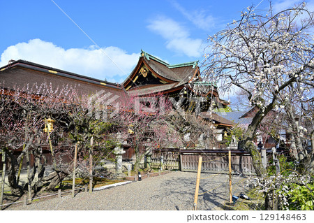 Plum blossoms at Kitano Tenmangu Shrine in March 2024 Plum blossoms at Kitano Tenmangu Shrine in March 2024 129148463