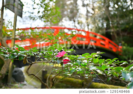 2024年3月北野天滿宮的梅花 129148466