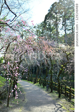 Plum blossoms at Kitano Tenmangu Shrine in March 2024 Plum blossoms at Kitano Tenmangu Shrine in March 2024 129148469