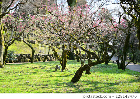Plum blossoms at Kitano Tenmangu Shrine in March 2024 Plum blossoms at Kitano Tenmangu Shrine in March 2024 129148470