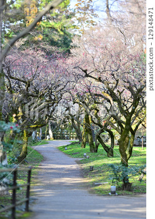 Plum blossoms at Kitano Tenmangu Shrine in March 2024 Plum blossoms at Kitano Tenmangu Shrine in March 2024 129148471
