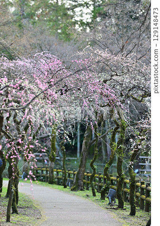 Plum blossoms at Kitano Tenmangu Shrine in March 2024 Plum blossoms at Kitano Tenmangu Shrine in March 2024 129148473