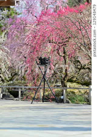 Plum blossoms at Kitano Tenmangu Shrine in March 2024 Plum blossoms at Kitano Tenmangu Shrine in March 2024 129148479