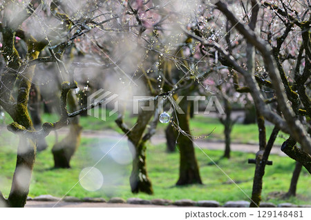 2024年3月北野天滿宮的梅花 129148481