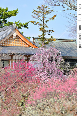 Plum blossoms at Kitano Tenmangu Shrine in March 2024 129148484