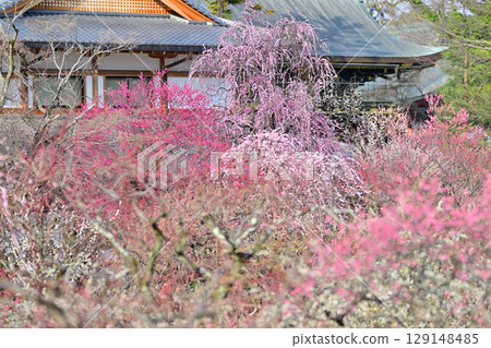 Plum blossoms at Kitano Tenmangu Shrine in March 2024 Plum blossoms at Kitano Tenmangu Shrine in March 2024 129148485