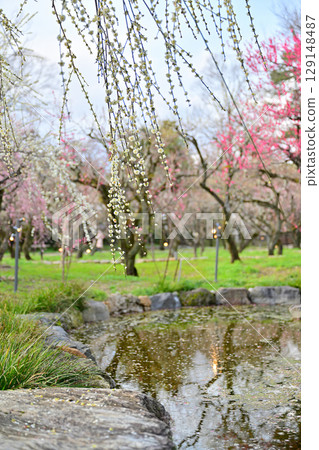 2024年3月北野天滿宮的梅花 129148487