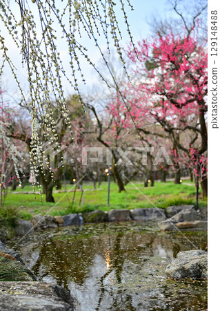 Plum blossoms at Kitano Tenmangu Shrine in March 2024 129148488