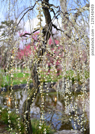 Plum blossoms at Kitano Tenmangu Shrine in March 2024 129148489