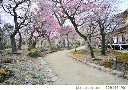 Plum blossoms at Kitano Tenmangu Shrine in March 2024 Plum blossoms at Kitano Tenmangu Shrine in March 2024 129148490