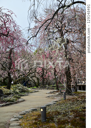 Plum blossoms at Kitano Tenmangu Shrine in March 2024 Plum blossoms at Kitano Tenmangu Shrine in March 2024 129148491