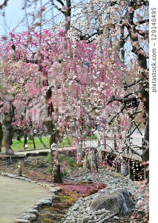 Plum blossoms at Kitano Tenmangu Shrine in March 2024 Plum blossoms at Kitano Tenmangu Shrine in March 2024 129148495
