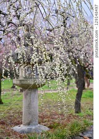 2024年3月北野天滿宮的梅花 129148497