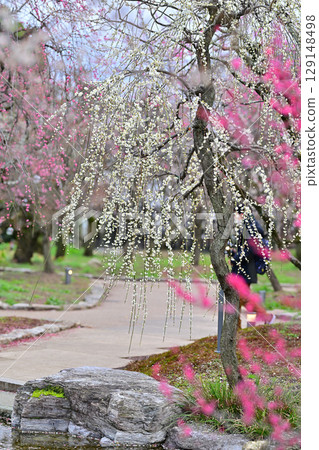 Plum blossoms at Kitano Tenmangu Shrine in March 2024 Plum blossoms at Kitano Tenmangu Shrine in March 2024 129148498