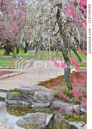 Plum blossoms at Kitano Tenmangu Shrine in March 2024 Plum blossoms at Kitano Tenmangu Shrine in March 2024 129148499