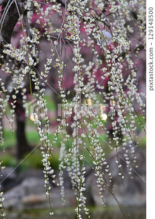 Plum blossoms at Kitano Tenmangu Shrine in March 2024 Plum blossoms at Kitano Tenmangu Shrine in March 2024 129148500