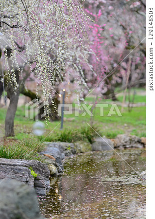 Plum blossoms at Kitano Tenmangu Shrine in March 2024 Plum blossoms at Kitano Tenmangu Shrine in March 2024 129148503