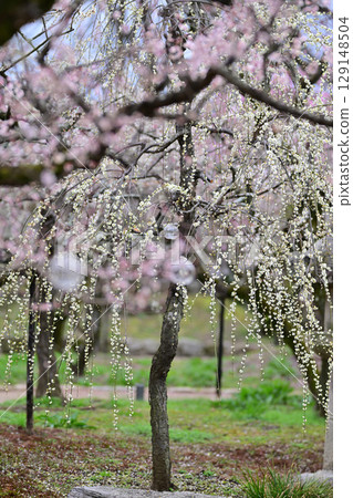 Plum blossoms at Kitano Tenmangu Shrine in March 2024 129148504