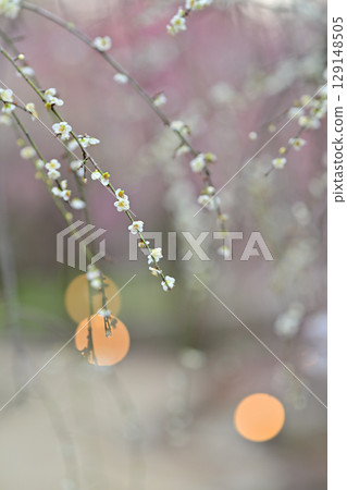 2024年3月北野天滿宮的梅花 129148505