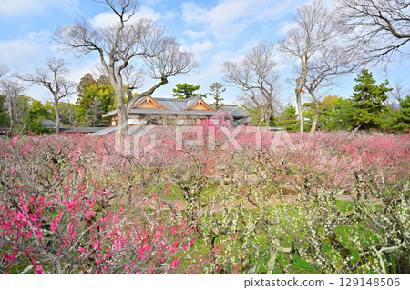 2024年3月北野天滿宮的梅花 129148506