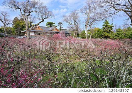 Plum blossoms at Kitano Tenmangu Shrine in March 2024 129148507