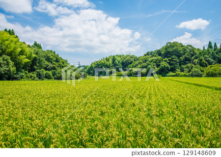 夏季稻田,彩色稻穗 夏季稻田,彩色稻穗 129148609