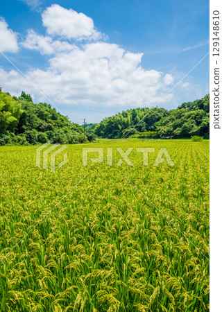 夏季稻田,彩色稻穗 夏季稻田,彩色稻穗 129148610