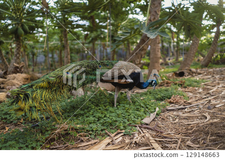 A peacock walking through a greenhouse, a tropical garden with a growing papaya trees. 129148663