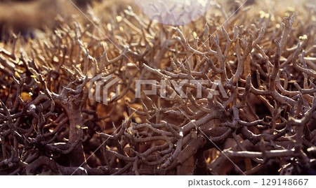 Desert dry plants, dracaena tree closeup in the rays of a sun. Desert dry plants, dracaena tree closeup in the rays of a sun. 129148667