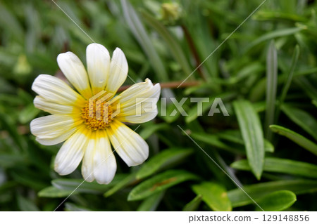 Gazania Gazania 129148856