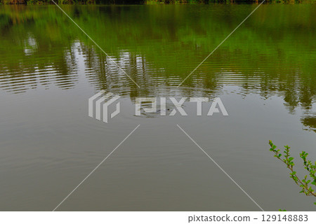 Chubu region, Izu Peninsula, Ida's Myojin Pond, a freshwater pond, Ida, Numazu City, Shizuoka Prefecture (2) 129148883