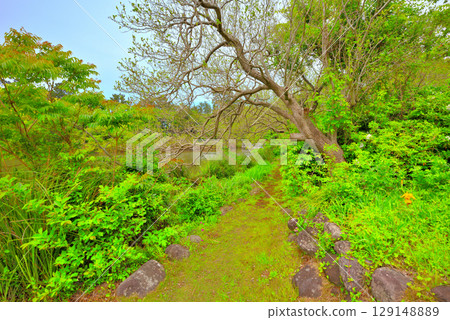 Chubu region, Izu Peninsula, Ida's Myojin Pond, a view of the promenade around the pond, Ida, Numazu City, Shizuoka Prefecture (2) 129148889