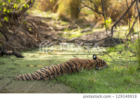 wild female bengal tiger or panthera tigris after heavy meal sleeping in water body cool off body temperature beautiful stripe pattern from back side profile ranthambore national park rajasthan india 129148918