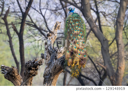 male Indian peafowl or Pavo cristatus or peacock in natural scenic winter season jungle perched on tree trunk at ranthambore national park forest tiger reserve rajasthan india asia 129148919