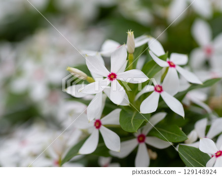 Madagascar periwinkle with pure white petals and red eyes 129148924