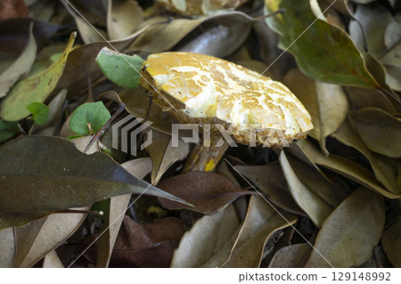 Wild mushrooms Wild mushrooms 129148992