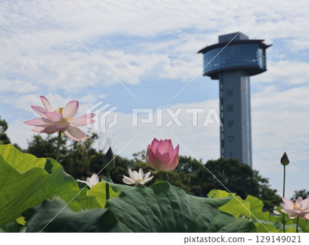 埼玉縣行田市古蓮花村風光 埼玉縣行田市古蓮花村風光 129149021