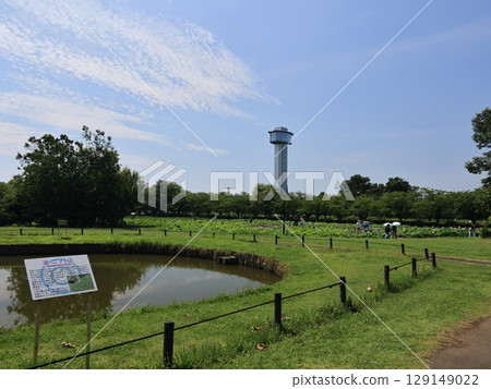 埼玉縣行田市古蓮花村風光 埼玉縣行田市古蓮花村風光 129149022