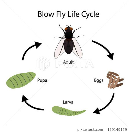 illustration of biology and animals, The normal blowfly life cycle in warm weather, Blowfly biology, A pupa is the life stage of some insects, insect biodiversity 129149159