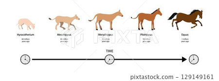 illustration of biology and animal evolution, Evolution of the horse, Evolution of the horse over the past 55 million years, The evolutionary lineage of the horse, The History of Animal Evolution illustration of biology and animal evolution, Evolution of the horse, Evolution of the horse over the past 55 million years, The evolutionary lineage of the horse, The History of Animal Evolution 129149161