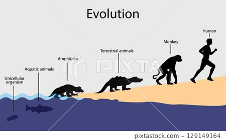 illustration of biology and animal evolution, Evolution of unicellular organisms to humans, All Species Evolved From Single Cell illustration of biology and animal evolution, Evolution of unicellular organisms to humans, All Species Evolved From Single Cell 129149164