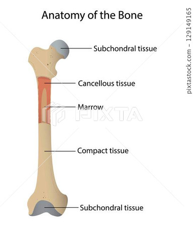 Illustration of biology and medical, Anatomy of bone, Bone is living tissue that makes up the body's skeleton, Compact tissue, Cancellous tissue 129149165