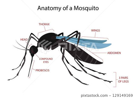 illustration of biology and animals, Anatomy of a mosquito, Anatomy of an adult mosquito, Disease Transmission 129149169