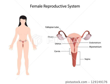 illustration of biology and medical, Female Reproductive System, The female reproductive system is made up of internal organs, including the vagina, uterus, ovaries and fallopian tubes 129149176